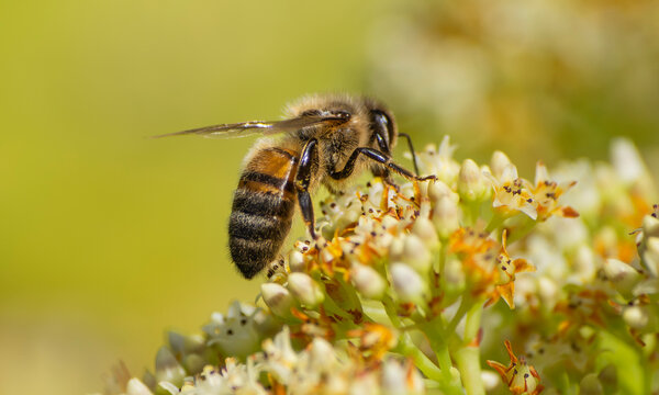 Honey Bee gathering nectar