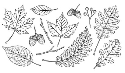 A detailed illustration of various leaves and acorns in a minimalist line art style © Nirob
