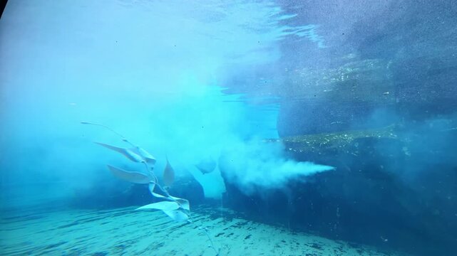 Sea lions move around large rocks in clear water while plants drift by in the ocean. The scene takes place during the day and shows their natural behavior in a marine setting.