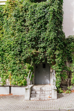 The entrance to the apartment building, covered with vines.