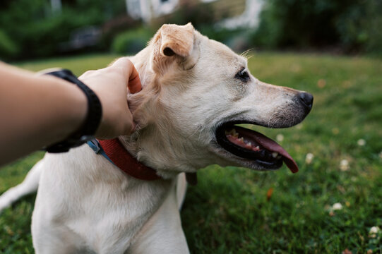 happy dog relaxing on lawn at home