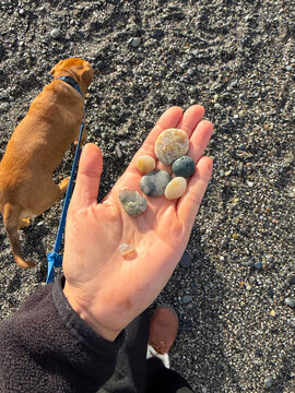ugc rockhounding hand of rocks pet dog 