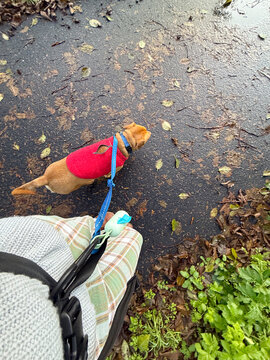 walking leash belt dog 