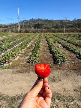 ugc hand holding strawberry farm 
