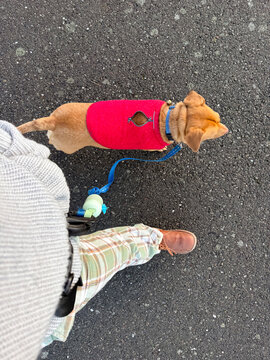 dog and owner walking side by side ugc