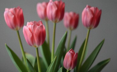 Obraz premium Pink tulips bloom gracefully their soft petals and green stems