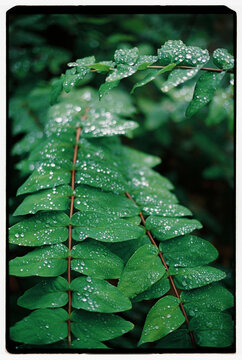 Green leaves with morning dew drops