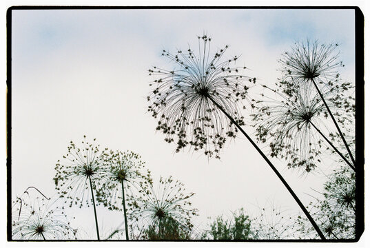 Silhouette of wild plants against bright sky