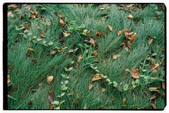 Green grass with scattered autumn leaves