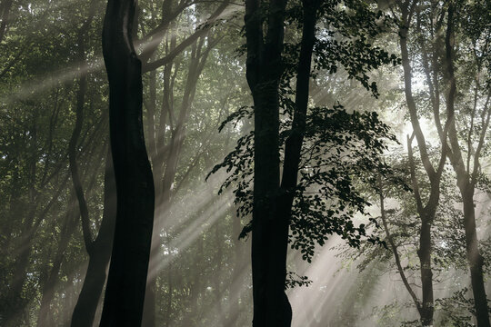 Light shining through misty forest