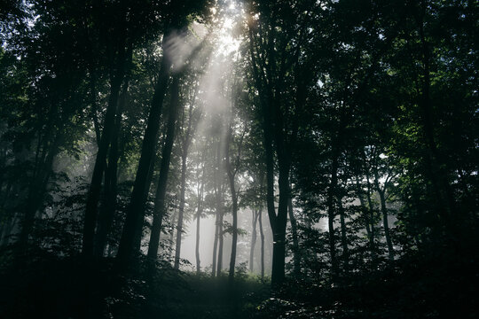 Sun rays in green forest in summer