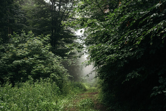 Dark path through the woods