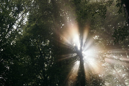 Magical sunlight rays through the fog in Transylvanian forest