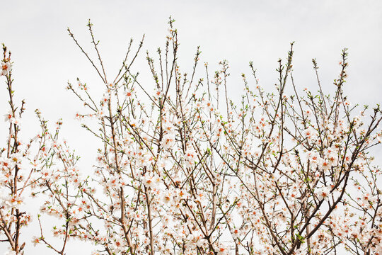 White Spring Blossom Branches 