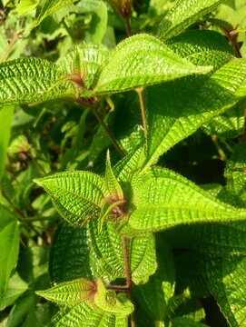 Close-up of vibrant green Clidemia hirta (Miconia crenata) leaves, also known as Soapbush or Koster's Curse, showing distinctive parallel veins and textured surface in a tropical rainforest setting.