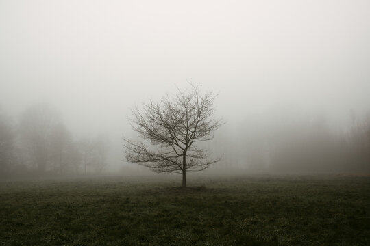 Lonely tree in thick fog