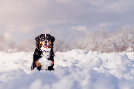 Bernese Mountain Dog in the Snowy Outdoors