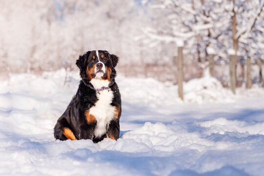 Bernese Mountain Dog in the Snowy Outdoors