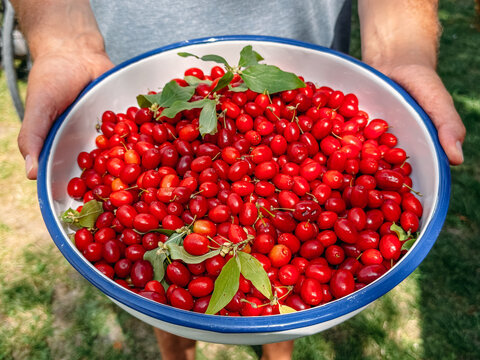Cornelian Cherries