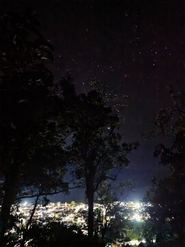 trees at night