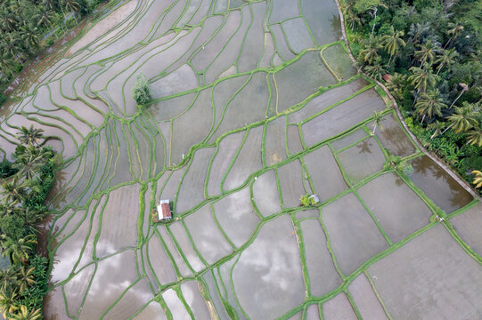 Aerial View of Flooded Terraced Rice Paddies in Southeast Asia