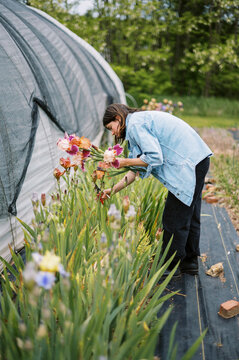 flower farmer harvesting iris on her farm in may in massachusetts
