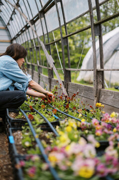 flower farmer harvesting pansy on her farm in may in massachusetts