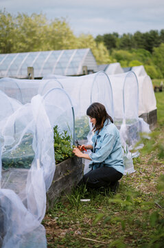 flower farmer harvesting strawberry on farm in may in massachusetts