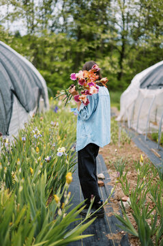 flower farmer harvesting iris on her farm in may in massachusetts