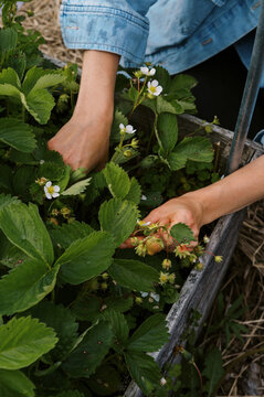 flower farmer harvesting strawberry on farm in may in massachusetts