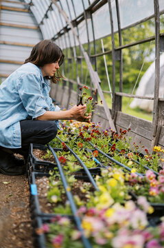 flower farmer harvesting pansy on her farm in may in massachusetts