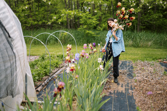 flower farmer harvesting iris on her farm in may in massachusetts