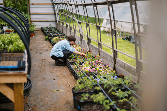 flower farmer harvesting pansy on her farm in may in massachusetts