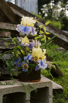blue and yellow flower arrangement in spring made of bearded iris