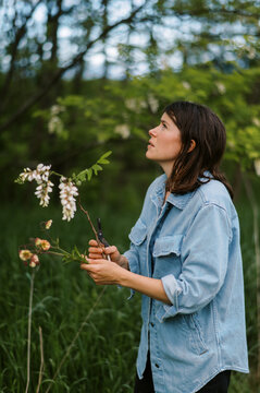 woman harvesting black locust flowers from tree in massachusetts