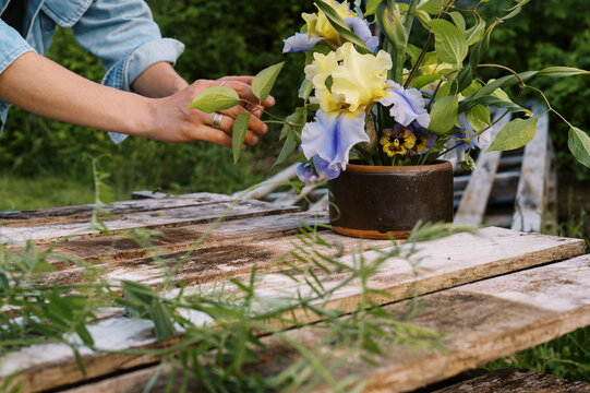 hands holding flower arrangement in spring made of bearded iris