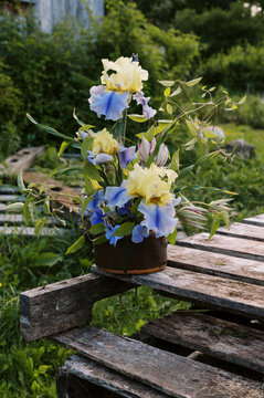 blue and yellow flower arrangement in spring made of bearded iris