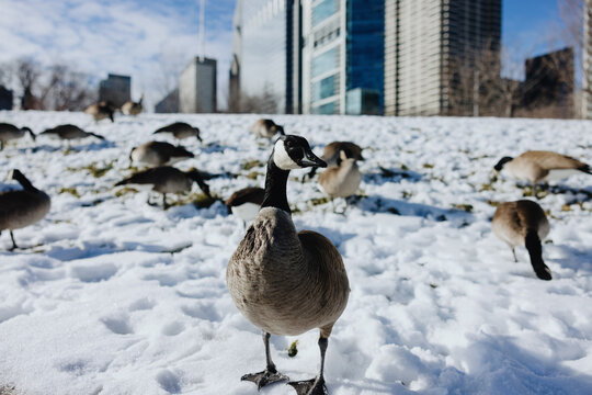 Canada Goose Standing on Snowy Hill with Chicago Skyline