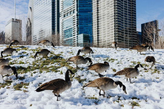 Canada Geese Feeding on Snowy Hill with Chicago Skyline