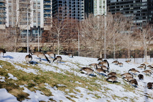 Canada Geese Walking on Snowy Park Hill in Chicago