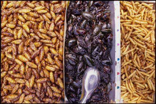 Insects are sold for food