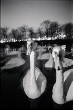 Swans in the cold night