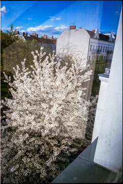 View from a window in the city, looking at houses and trees