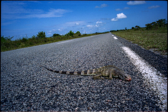 Empty road across the countryside with a dead animal