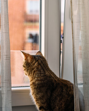 Cat looking out the window