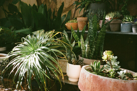 Succulent Plants in a Backyard Garden With Natural Light