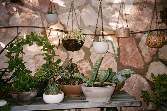 Plants Line a Wooden Table in a Backyard Garden