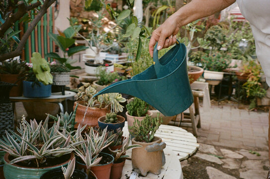 Senior Woman Watering Succulents in a Backyard Garden With Film Camera