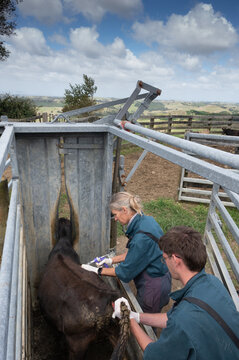 Liver and Blood Sampling in High Country Yards