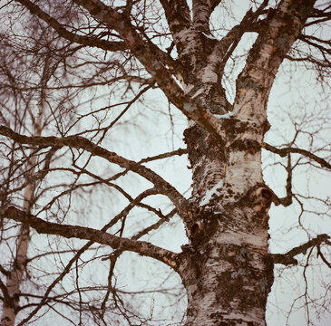 Birch tree